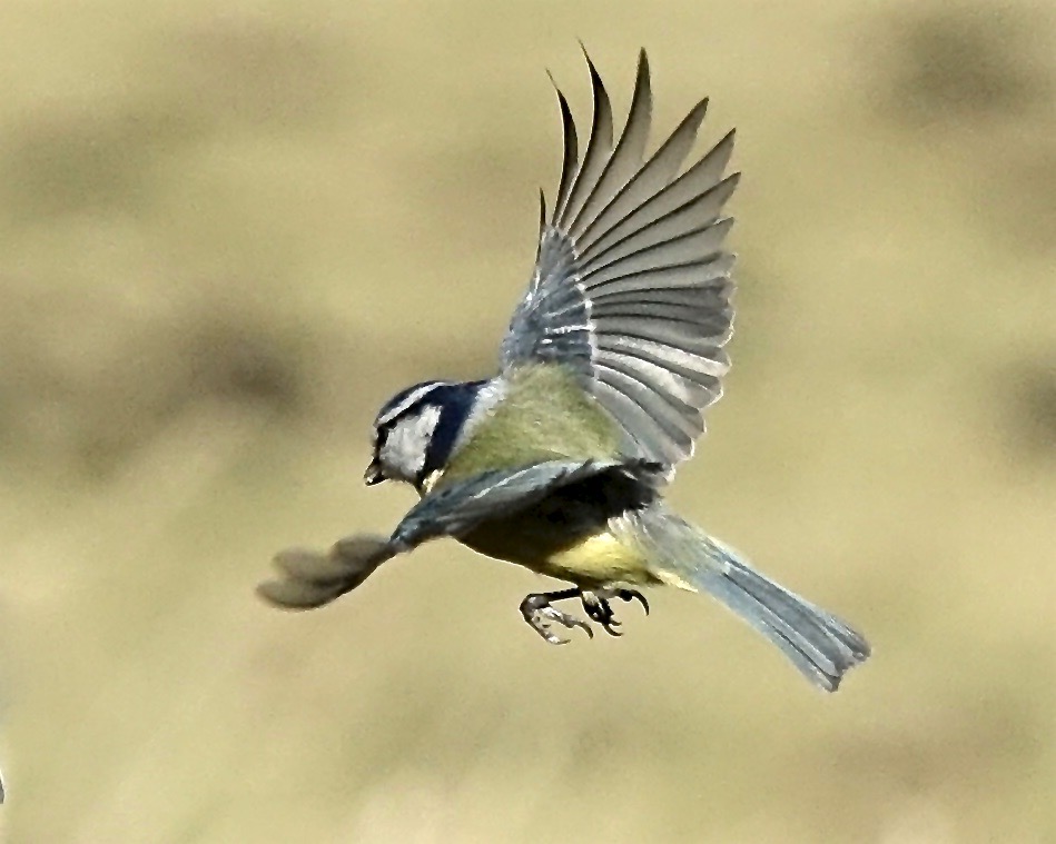 blue tit